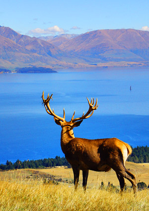 Personal photo projects image